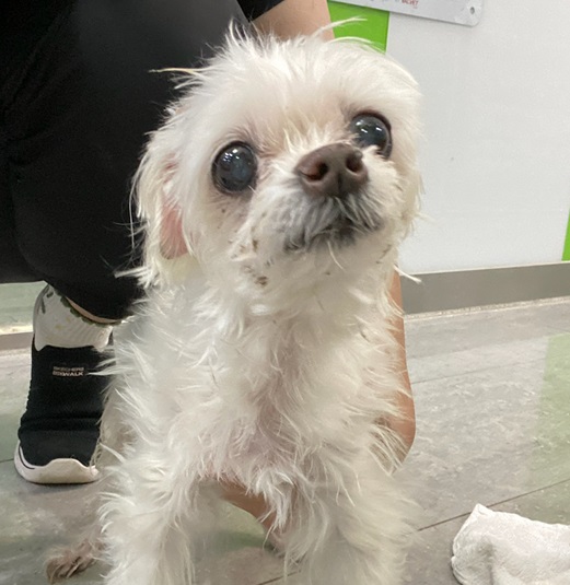 펫앤쉘터동물병원_441378202400261
